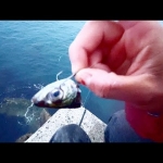 Thumbnail of post image 023