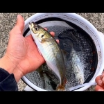 Thumbnail of post image 188