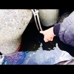 Thumbnail of post image 149