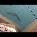 Thumbnail of post image 061