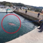 Thumbnail of post image 167